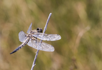 Four-spotted Skimmer Dragonfly on Branch (Libellula quadrimaculata)