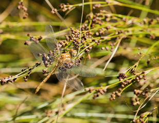 Striped Meadowhawk Dragonfly on Branch (Sympetrum pallipes)