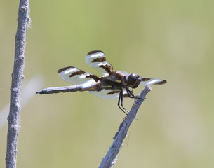 Twelve-spotted Skimmer Dragonfly on Branch (Libellula pulchella)