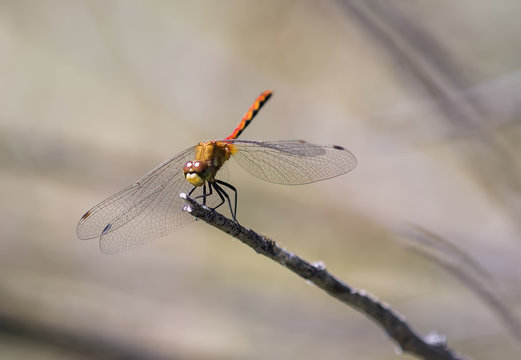 White-faced Meadowhawk Dragonfly on Branch (Sympetrum obtrusum)