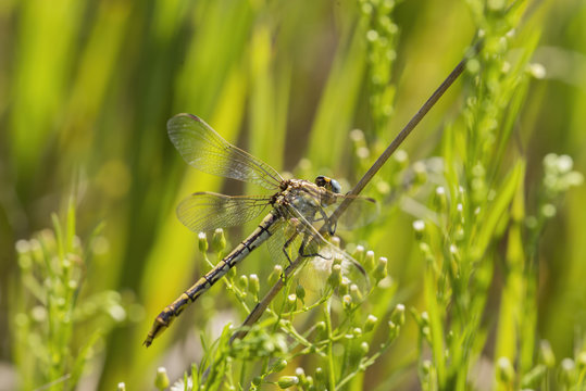 Sulphur-tipped Clubtail Dragonfly on Stalk (Gomphus militaris)