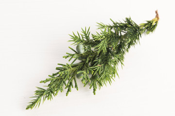 Juniper plant with berries