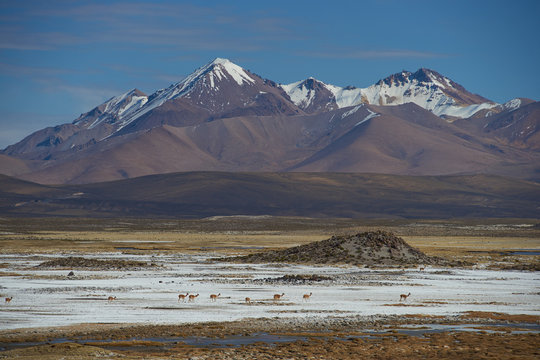 Family group of vicuna (Vicugna vicugna) crossing a salt pan high in the Atacama desert of north east Chile in Lauca National Park. In the background is the dormant Taapaca volcano (5860 m)