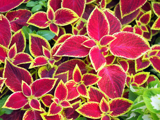 Red Coleus plants closeup on a flower bed