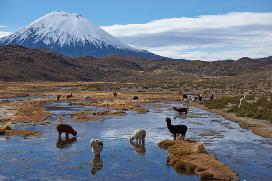 Alpaca grazing in a wetland area, also known as a bofedal in Spanish,  at the base of the snow capped Parinacota Volcano, 6324m high, in the Altiplano of northern Chile.