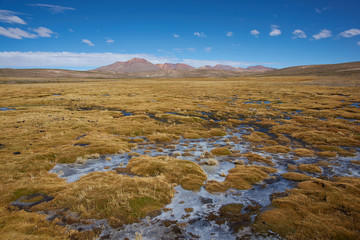 Wetland area, also known as a bofedal in Spanish, on the Altiplano of northern Chile in Lauca National Park  at the base of the In the background is the dormant Taapaca volcano (5860 m)