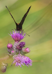papillon 