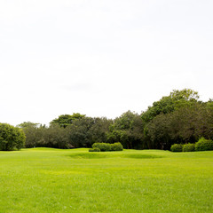 Fototapeta na wymiar Green field in the park