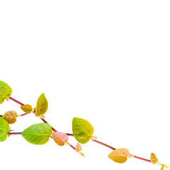 the green creeper plant on a wall