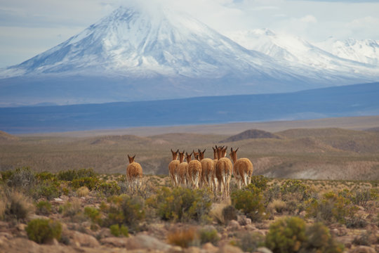 Group of vicuna (Vicugna vicugna) on the Altiplano of north east Chile in Lauca National Park. In the background is the snow capped cone of the Tacora volcano (5980 m)