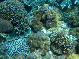 Obraz premium Fonds Marins de Apo Island