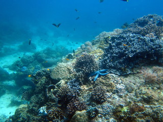 Fonds Marins de Apo Island