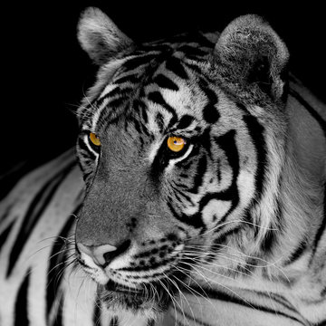 black and white tiger