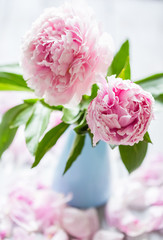 Pink peonies