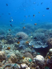 Fototapeta premium Fonds Marins de Apo Island