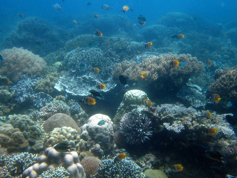 Fonds Marins de Apo Island