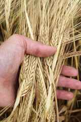 wheat