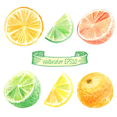 hand drawn watercolor illustration. Citrus set.