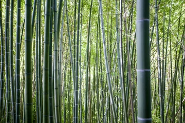 Papier Peint photo autocollant Bambou Foret de bambou