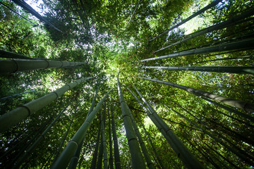 Obraz na płótnie Canvas Foresta di bambù