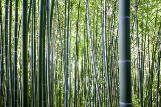 Foresta di bamb&ugrave;
