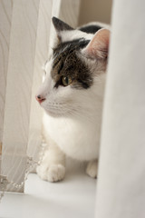A white cat with brown spots sitting on a windowsill, hiding behind the curtains, peering past the blinds out of the window.