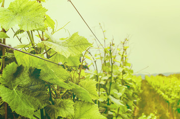 Vineyard.