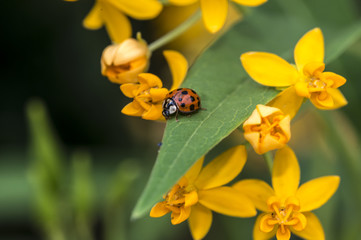 Fototapeta premium Ladybug in garden