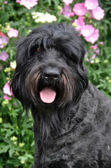 Naklejka na ściany i meble Black Russian Terrier dog in the garden
