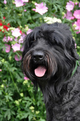 Naklejka na ściany i meble Black Russian Terrier dog in the garden