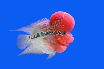 Obraz premium flowerhorn cichlid or cichlasoma fish