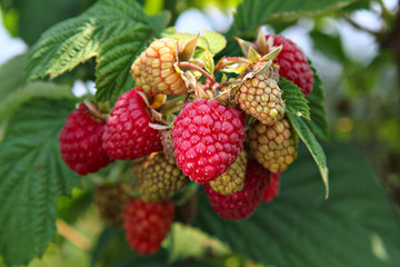 Raspberries on the green background, shallow focus