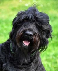 Black Russian Terrier dog in the garden