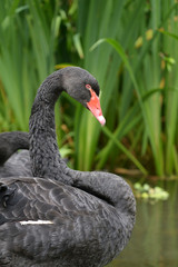 Black Swan - portrait