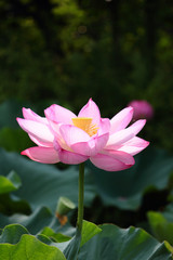 Obraz premium ハスの花