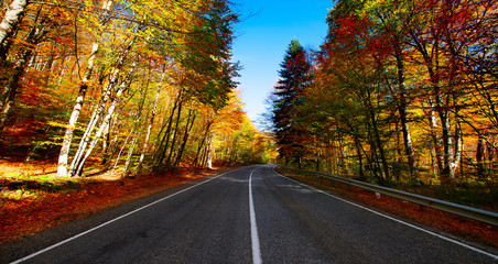 Road through autumn forest