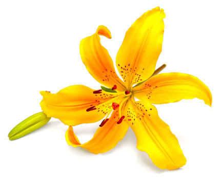 Fototapeta Yellow lily flower with buds