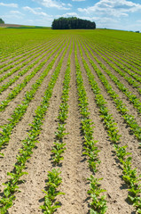 Sugar beet field