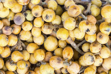 Níspero, nipero or mespel Japanese medlar fruit, market in Peru. 