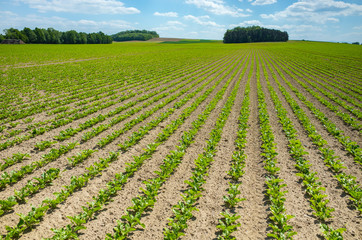 Sugar beet field