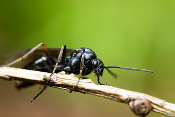 Ant during nuptial phase (Formica rufa) ready to take off from a twig