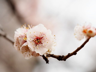 梅の花