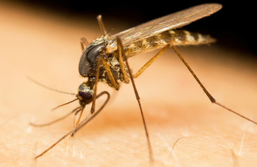 Macro-image of a mosquito on a human hand sucking blood