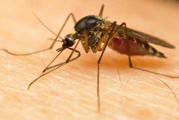 Macro-image of a mosquito on a human hand sucking blood
