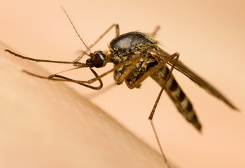 Macro-image of a mosquito on a human hand sucking blood