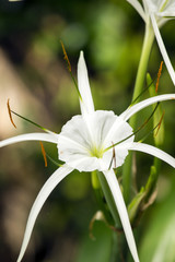 白い花　ササガニユリ