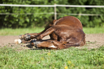 Horse sleep on meadow