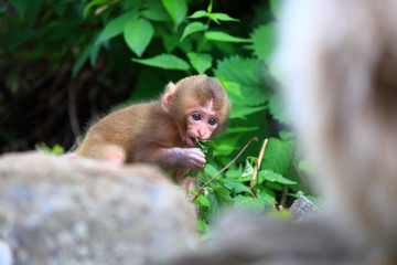 かわいい野生の猿の赤ちゃん