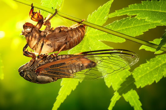 Cicada