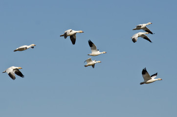 Fototapeta na wymiar Flock of Snow Geese Flying in a Blue Sky